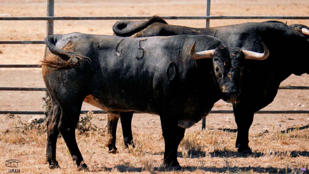 Ganadería Victorino Martín Corrida de toros Alicante